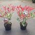 Photinia fraseri Pink Marble