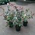 Photinia fraseri 'Red Robin'