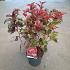 Physocarpus opulif. Little Angel