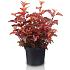 Physocarpus opulif. Little Angel