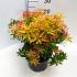 Pieris 'Forest Flame'