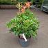 Pieris 'Forest Flame'