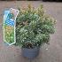 Pieris jap. 'Little Heath'
