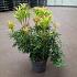 Pieris jap. 'Mountain Fire'