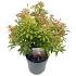 Pieris jap. 'Passion'