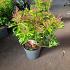 Pieris jap. 'Passion'