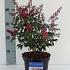 Pieris jap. 'Passion'