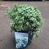 Pittosporum ten. 'Silver Ball'