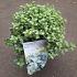 Pittosporum ten. 'Silver Ball'