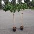 Prunus serr. 'Shimidsu'