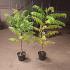 Rhus typhina 'Dissecta'