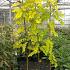 Robinia ps. 'Frisia'