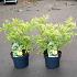 Sambucus nigra 'Golden Tower'