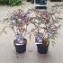 Sambucus nigra Black Lace