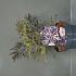 Sambucus nigra Black Lace