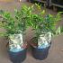 Sarcococca confusa