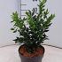 Sarcococca confusa