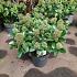 Skimmia j. 'Fragrant Cloud'