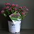 Spiraea jap. Double Play Artist