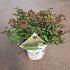 Spiraea jap. Double Play Artist