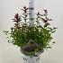 Spiraea jap. Double Play Artist