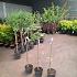 Syringa bloomerang 'Dark Purple'