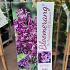 Syringa bloomerang 'Dark Purple'