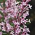 Syringa bloomerang 'Pink Parfume'