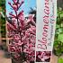 Syringa bloomerang 'Pink Parfume'