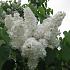 Syringa v. 'Mme Florent Stepman'