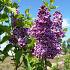 Syringa v. 'Sensation'