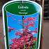 Toona sinensis 'Flamingo'