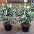 Viburnum 'Eskimo'
