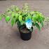 Viburnum plic. 'Mariesii'