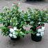 Viburnum tinus