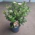 Viburnum tin. 'Eve Price'