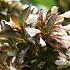 Weigela Black and White
