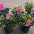 Azalea japonica in Cultivars