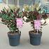 Rhododendron 'Wine & Roses'
