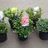 Rhododendron dwarf growing cultivars