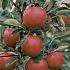 Malus d. 'Braeburn'