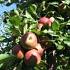 Malus d. 'Bramley's Seedling'