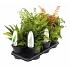 Ferns in varieties
