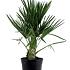 Chamaerops humilis