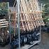 Pyrus communis -Pleached-