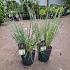 Cortaderia s. 'Pumila'
