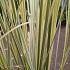 Cortaderia s. 'Splendid Star'