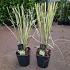 Cortaderia s. 'Splendid Star'