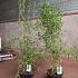 Fargesia nitida 'Great Wall'