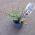 Abelia grandifl. Magic Daydream